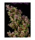 Purple Paro Valley - Mandala Seeds