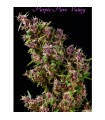 Purple Paro Valley - Mandala Seeds