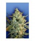 Power Skunk - Flying Dutchmen