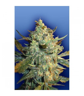 Power Skunk - Flying Dutchmen