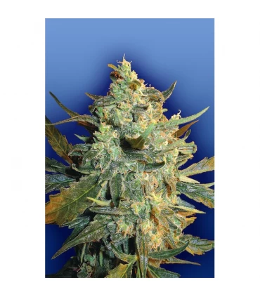 Power Skunk - Flying Dutchmen