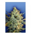 Power Skunk - Flying Dutchmen