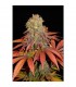Rock Bud - Soma Seeds