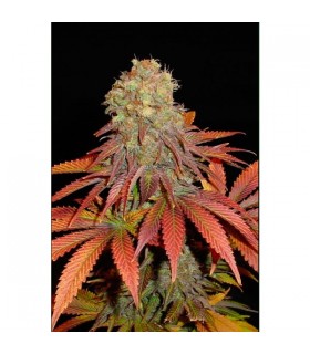 Rock Bud - Soma Seeds