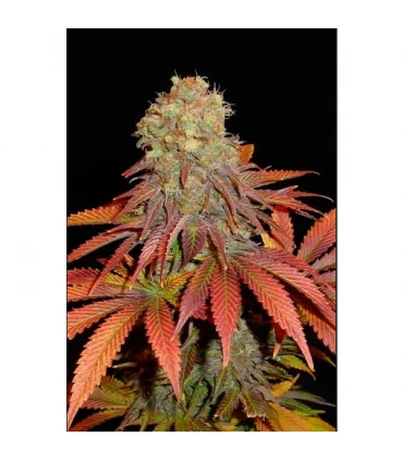 Rock Bud - Soma Seeds