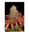Rock Bud - Soma Seeds