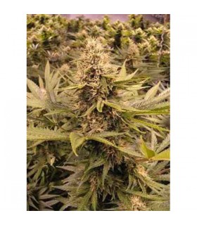 Raspberry Cough 10 u. reg. The Sativaseed Bank