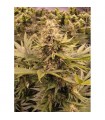 Raspberry Cough 10 u. reg. The Sativaseed Bank