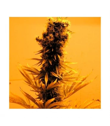 Raspberry Cough - Nirvana - Kayamurcia.es