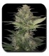 Red Dwarf 10 u. reg. Buddha seeds