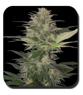 Red Dwarf 10 u. reg. Buddha seeds