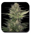 Red Dwarf 10 u. reg. Buddha seeds
