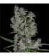 Royal Flush 10 u. reg. The Sativaseed Bank