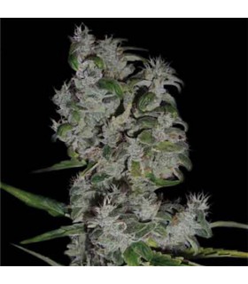 Royal Flush 10 u. reg. The Sativaseed Bank