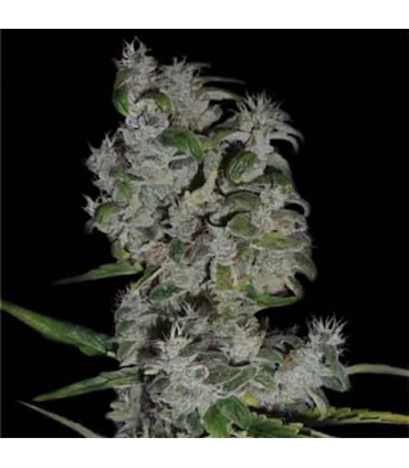 Royal Flush 10 u. reg. The Sativaseed Bank