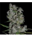 Royal Flush 10 u. reg. The Sativaseed Bank