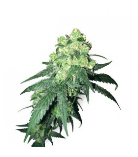 White Label Rhino 10 u. reg. White Label