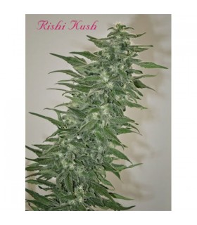 Rishi Kush 10 u. reg. Mandala Seeds