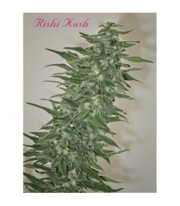 Rishi Kush 10 u. reg. Mandala Seeds