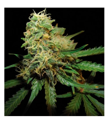 RKS - Reserva Privada - DNA Genetics - Kayamurcia.es
