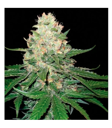 Rocklock - GYO - DNA Genetics - Kayamurcia.es