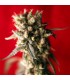 +Roots reg. 15 uds. Reggae Seeds