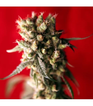 +Roots reg. 15 uds. Reggae Seeds