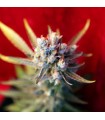 Revolution reg.  7 uds. Reggae Seeds