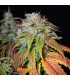 Swiss Cheese 10 sem reg Nirvana