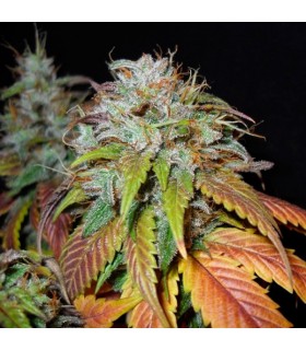 Swiss Cheese 10 sem reg Nirvana