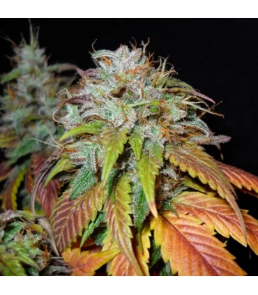 Swiss Cheese 10 sem reg Nirvana