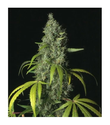 S.A.G.E. T.H. Seeds.