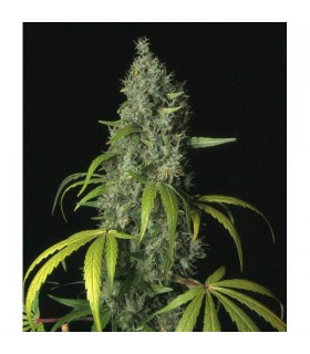 S.A.G.E.  5 u. reg. T.H. Seeds