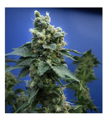 S.A.G.E. N Sour - T.H. Seeds.
