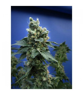 S.A.G.E. N Sour  5 u. reg. T.H. Seeds