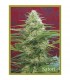 Satori 10 u. reg. Mandala Seeds