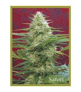 Satori 10 u. reg. Mandala Seeds