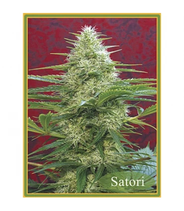 Satori 10 u. reg. Mandala Seeds
