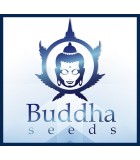 BUDDHA SEEDS
