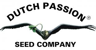 Dutch Pasion